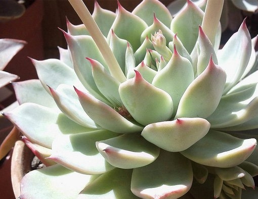 石莲花图片