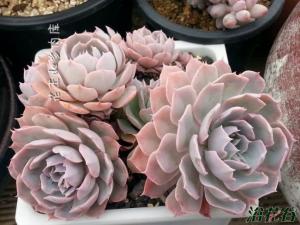 ɫEcheveria Blue her