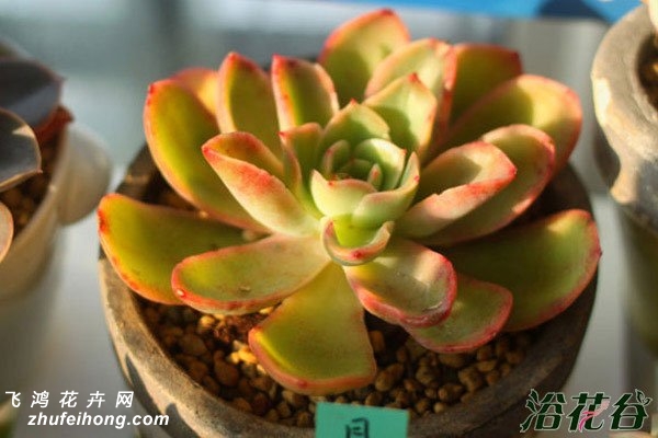 Echeveria Golden Glow