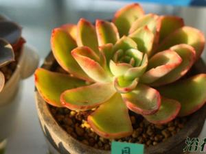 Echeveria Golden Glow Ϊʯֲ