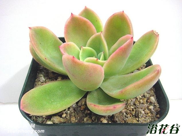 Echeveria Golden Glow