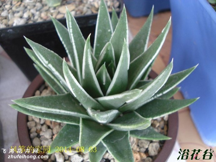 Haworthia MarginataWhite Edge