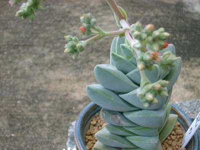 纪之川Crassula cv ‘Moonglow\ width=