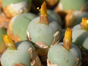 Ќm Conophytum breve ӿ׶ԭϷǣǷǳɰĶ