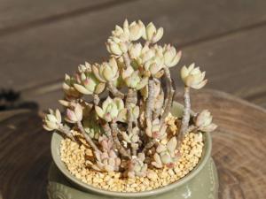 СŮGraptosedum Little B