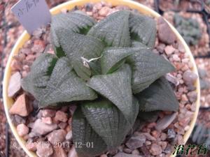 СHaworthia mirabilis