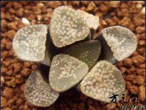 点点寿Haworthia groenewald