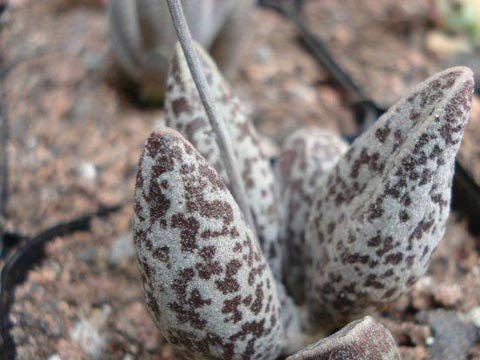 黄鱼水泡Adromischus marianae v