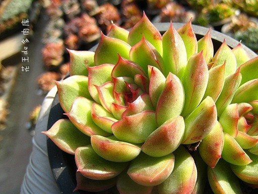 Echeveria Cimette
