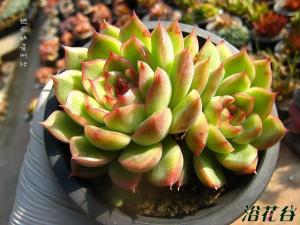 冰河世纪Echeveria Cimette