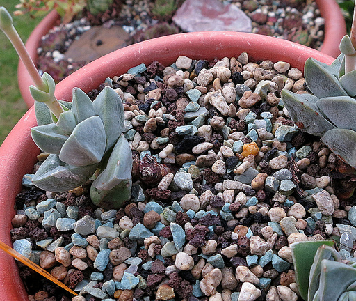 纪之川Crassula cv ‘Moonglow\ width=