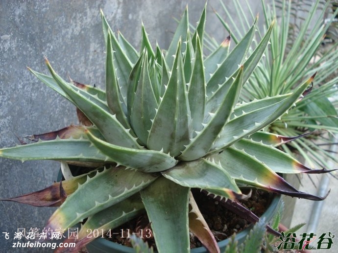 ת«Aloe polyphylla