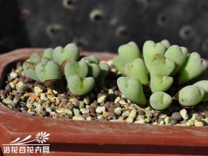 ڵѣConophytum luiseae