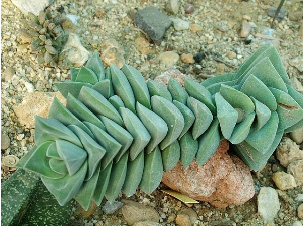 纪之川Crassula cv ‘Moonglow\ width=