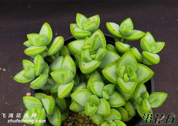 ǣţCrassula rupestris
