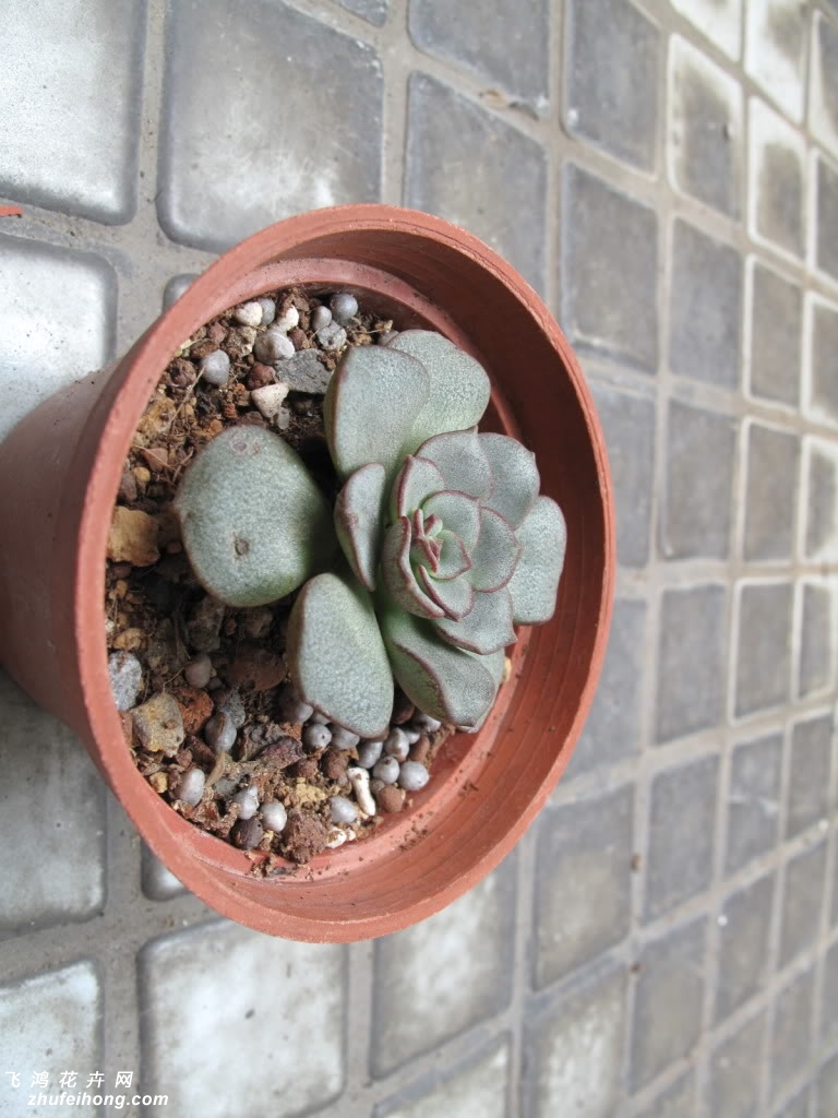 ĦEcheveria moranii