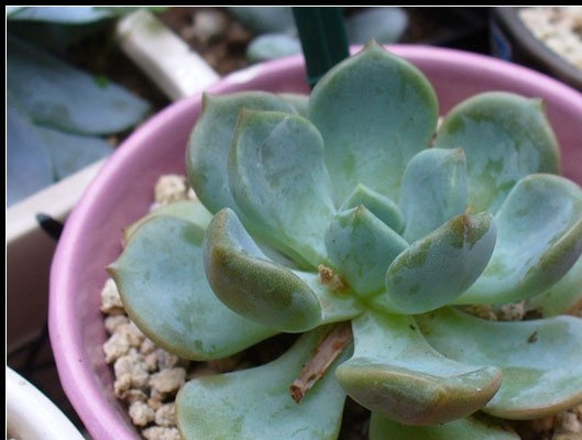 ����Graptoveria cv. A Grin One����ֲ��