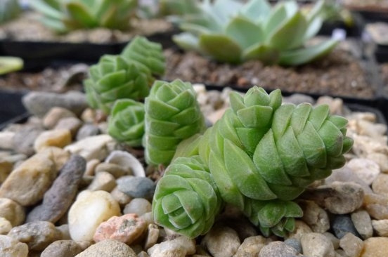 绒塔Crassula columnella