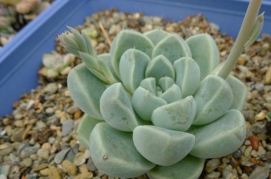 厚叶月影 Echeveria elegans \ width=