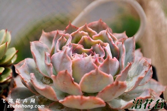 ɫEcheveria Blue heron