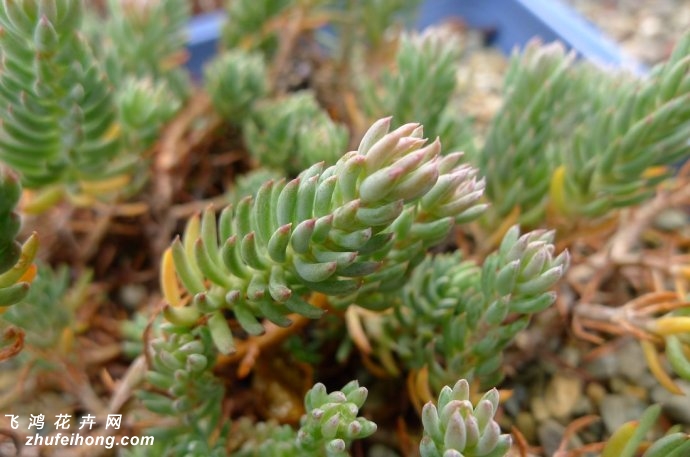 Sedum reflexum