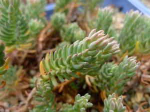 Sedum reflexum