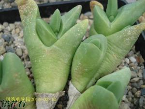 Gibbaeum shandii Kar ƤڱȽϳӵ