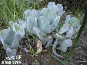 ֻأCotyledon orbiculataֻػҶΣŨ׷