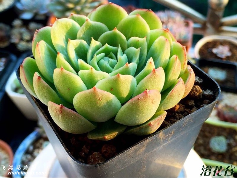 Echeveria Lime&Chili