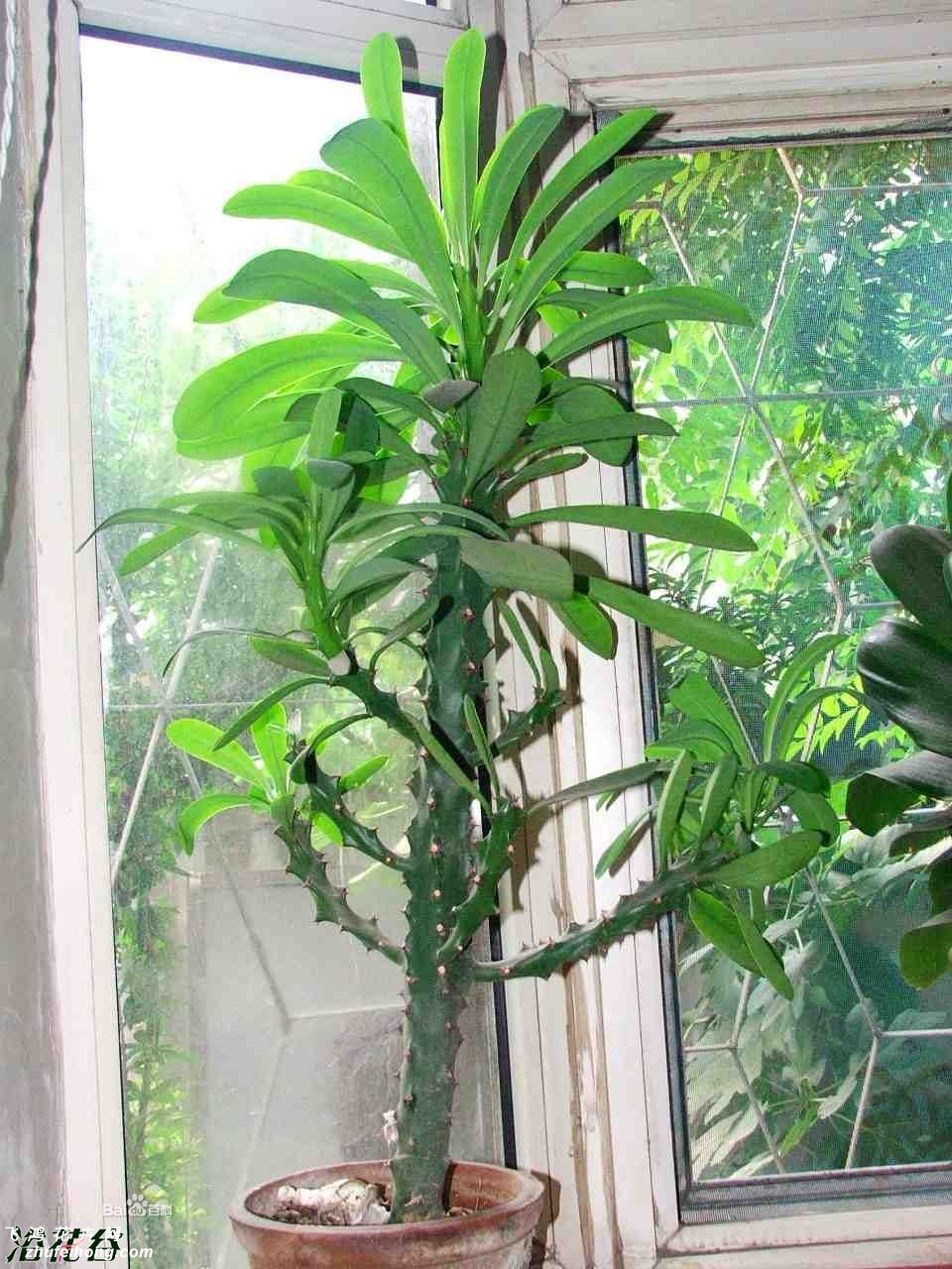 ͼƬ