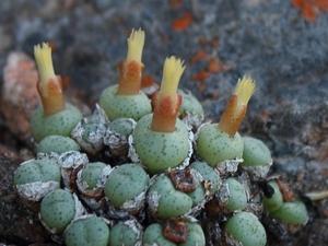  Conophytum viridicat 沼ɫߵ㡣ɫ