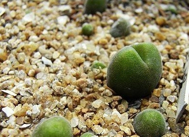 宝辉玉(Muiria hortenseae)