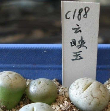 云映玉Lithops werneri C188