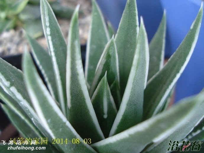 Haworthia MarginataWhite Edge