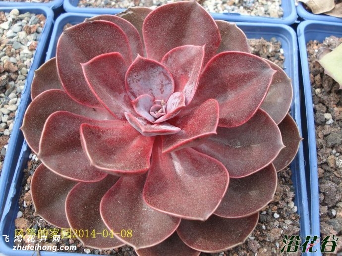 챦ʯEcheveria Magic Red