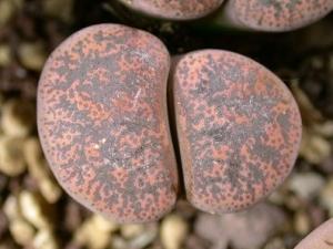 СѫLithops lesliei ss