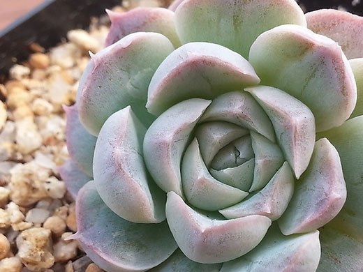 财路Echeveria sp Gilo