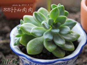 ֬Sedum clavatum оҶг״Σ࣬ƽ̹