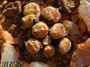  Conophytum violaci ӿ׶