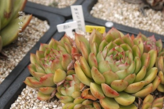 Echeveria Cimette
