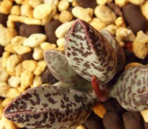 黄鱼水泡Adromischus marianae v