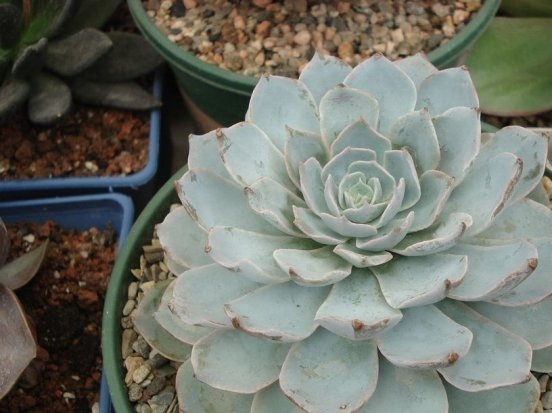 加拿大石莲(Echeveria \"Canadian\")