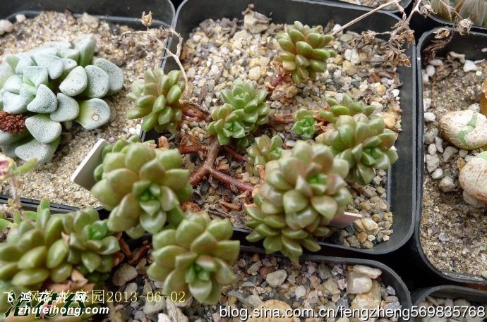 Сcremnosedum little gemͼƬ
