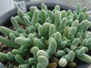 Gibbaeum geminum ӿ Ϻɫ