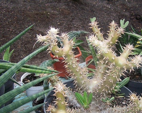 Ͳ����Pachypodium rosulatum var. horombense