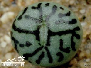 Conophytum minimum wittebergenseӿ׶ƶ