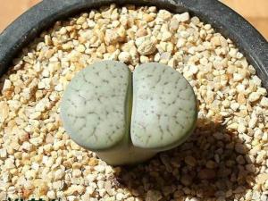 Lithops pseudotruncate ԭϷǵȫɫΪ