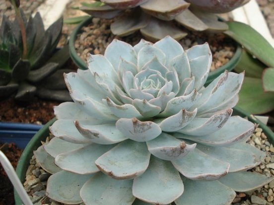加拿大石莲(Echeveria \"Canadian\")