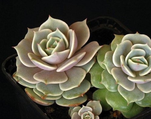 石莲花图片