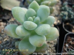 ʹ֮(Sedum treleasei)